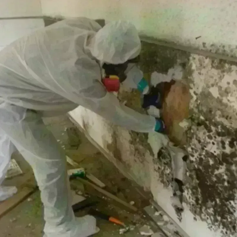 Mold Remediation and Removal in Albany, KY